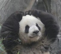 西直门三太子是什么意思？萌兰表情包