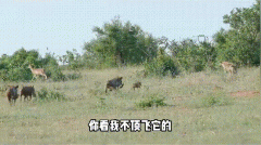 挂面中，挂面宗是什么意思