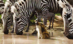 疣猪为什么叫蓬蓬，出自狮子王中的丁满和彭彭