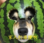 家人们谁懂啊是什么意思？家人们谁懂啊表情包