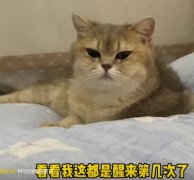 小猫摆烂文学文案，出自视频作者小小只猫叫招财