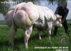 比利时蓝牛图片，比利时蓝牛的优点和缺点是什么