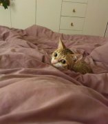 猫叫咪咪为什么会回应？可以都管猫叫咪咪