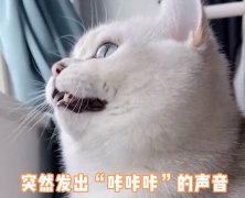 猫看到鸟发出咔咔的声音怎么回事？有什么意思？