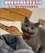 猫为什么看见鸟会发电报？
