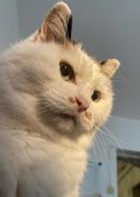 白幼瘦什么意思？白幼瘦什么时候开始成为主流审美