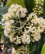 石楠花的味道是啥味道？石楠花为什么那么臭