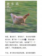 法老给老乡鸡写的rap全部歌词（完整版）