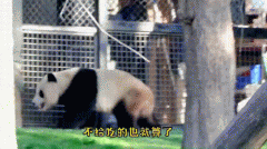 为什么要电击熊猫取卵、取精