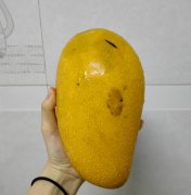 芒果是什么意思？网络用语