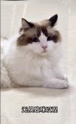 古咪文是什么意思梗？猫咪文言文