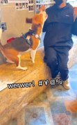 werwer比格犬什么意思？
