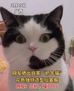 客服猫是什么品种？客服猫猫表情包