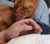 舔猫是什么意思？舔猫比舔狗更受欢迎