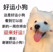 谢谢好运小狗表情包图片