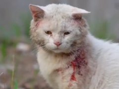 战损骑士猫是什么意思？