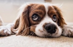 狗屎运是好运还是贬义？狗屎运的故事来历（二则小故事）