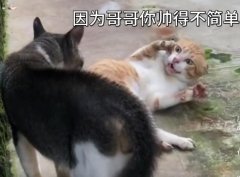 帅为什么是繁体字的意思