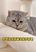 不想给我开罐头就不开吧文案，表情包
