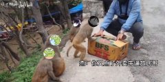 故氏哥点外卖是什么意思?出处