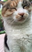 喵不落泪是什么歌？情绪零碎你的世界一幕幕纷飞