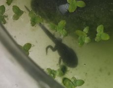 三腿金蟾寓意和摆放讲究，真实的三腿金蟾长什么样？