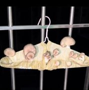 阴干的衣服为什么会有臭味，臭味如何快速去除