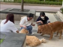 大学生遛狗是什么意思？现象分析