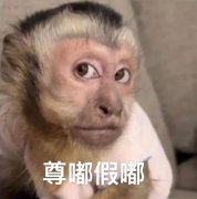 尊嘟假嘟梗哪来的？尊嘟假嘟o.O 表情包