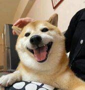 Cheems表情图，小狗Cheems是什么病死的？