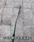 狗提线原理是什么意思？又绑根绳子来骗我是吧
