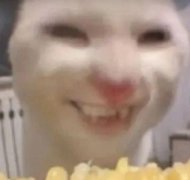 玉米猫是什么意思？表情包
