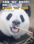 大熊猫花花的妈妈生了几个孩子？现在已经去世