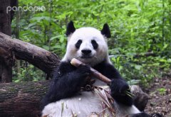 潘达星球是什么意思？“panda”这个英文单词的谐音梗