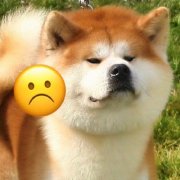 秋田犬和柴犬的区别对比图，秋田是中大型犬，柴犬是小型犬