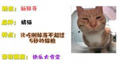 新鲜哥的猫屋叫什么名字？新鲜哥表情包