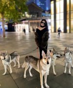 捷克狼犬是狼还是狗，多少钱一条，中国禁养吗