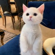 曼基康矮脚猫是英短还是美短，有什么优缺点