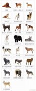 成都禁养犬名单，包含22种