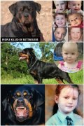 罗威纳犬到底多可怕？智商低，攻击力强！