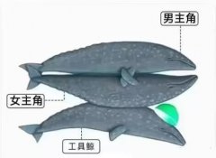 鲸鱼是怎么繁殖后代、交配的？一张图看懂！