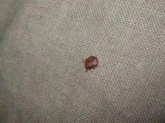 床虱长什么样，床虱最怕3个克星