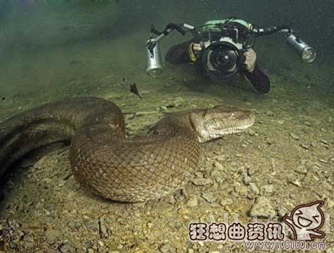 真是活腻了！男子在水下冒死偷拍巨蟒