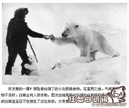 北极熊向人要食物,盘点北极熊的那些事