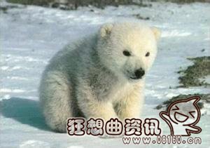 北极熊向人要食物,盘点北极熊的那些事