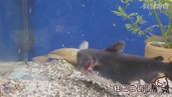 吓晕宝宝！鲶鱼吞食和自己差不多大的鱼