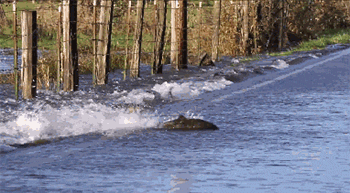 鲑鱼为返乡产子逆流横穿马路 路上只能活10分钟（视频）