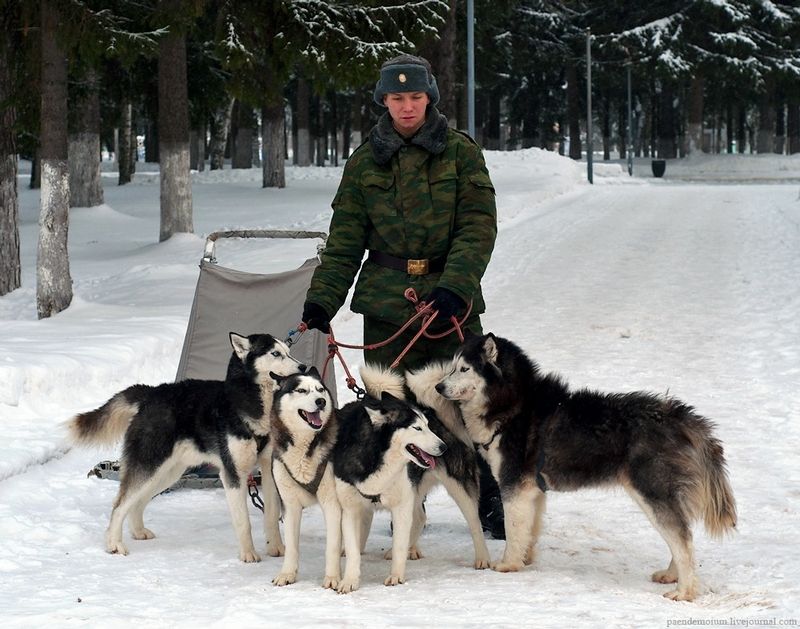 非洲狮子与野牛大战实拍,动物界中的战斗小能手。