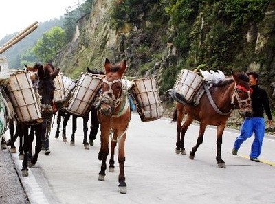 非洲狮子与野牛大战实拍,动物界中的战斗小能手。