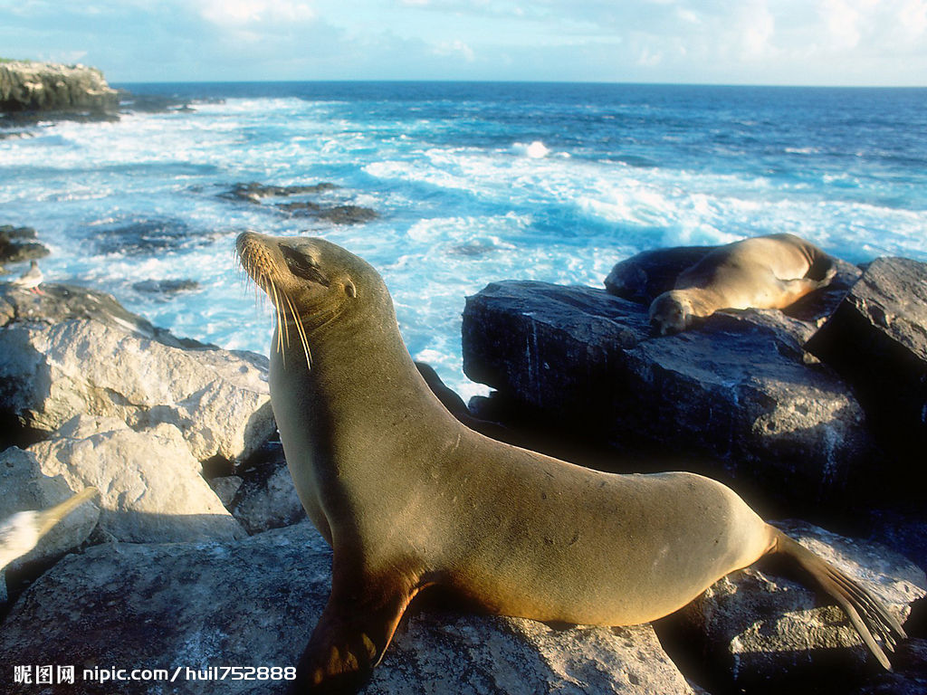 非洲狮子与野牛大战实拍,动物界中的战斗小能手。